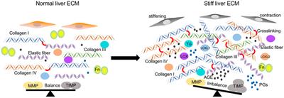 Regulators, functions, and mechanotransduction pathways of matrix stiffness in hepatic disease